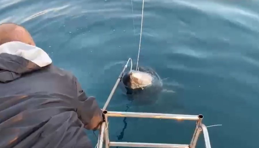 Oltanın Ucunda 100 Kilogramlık Orkinos Gören Balıkçılar: “abi Efsane, Efsane”