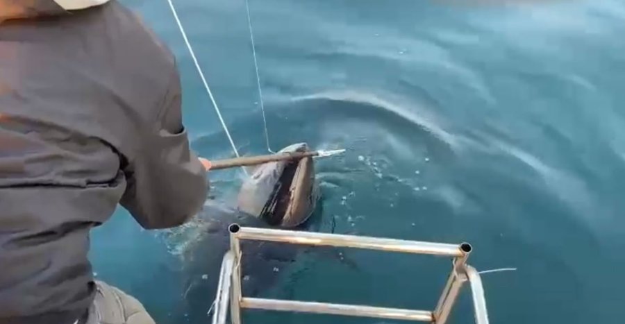 Oltanın Ucunda 100 Kilogramlık Orkinos Gören Balıkçılar: “abi Efsane, Efsane”