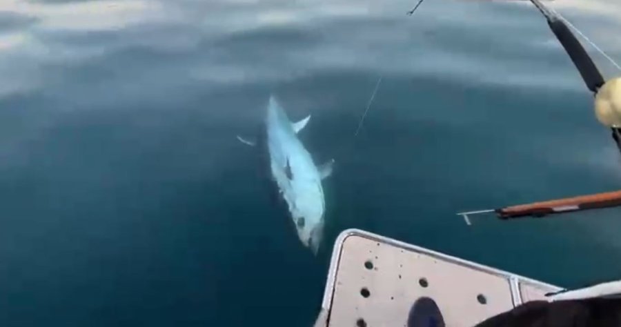 Oltanın Ucunda 100 Kilogramlık Orkinos Gören Balıkçılar: “abi Efsane, Efsane”