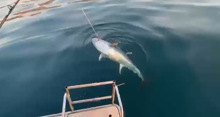 Oltanın Ucunda 100 Kilogramlık Orkinos Gören Balıkçılar: “abi Efsane, Efsane”