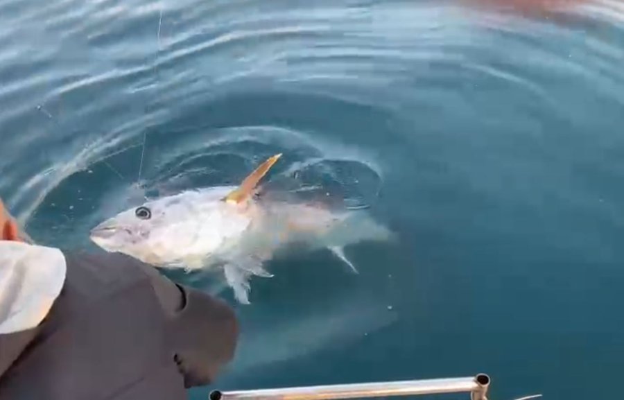 Oltanın Ucunda 100 Kilogramlık Orkinos Gören Balıkçılar: “abi Efsane, Efsane”