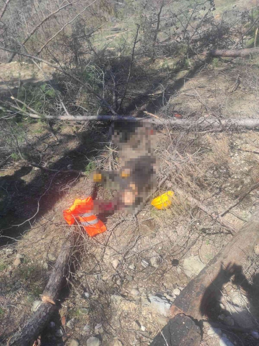 Arkadaşının Kestiği Ağaç Üzerine Düşen İşçi Hayatını Kaybetti