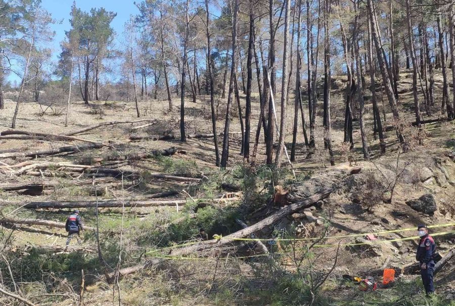 Arkadaşının Kestiği Ağaç Üzerine Düşen İşçi Hayatını Kaybetti