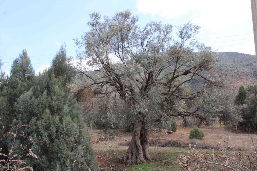 400 Yıllık Zeytin Ağaçları İlçeye Işık Oldu