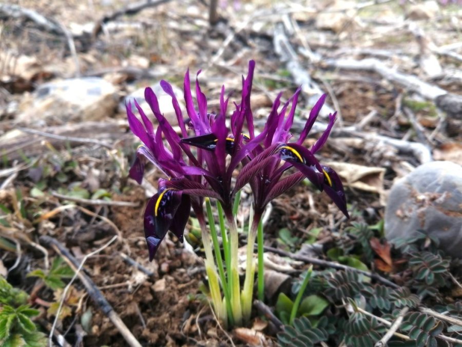 Kırnavruzu Bitkisi Çiçek Açtı