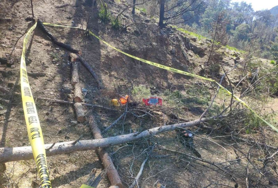 Arkadaşının Kestiği Ağaç Üzerine Düşen İşçi Hayatını Kaybetti