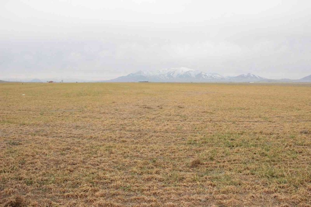 Karaman’da Dondan Etkilenen Buğday Tarlaları Kurudu