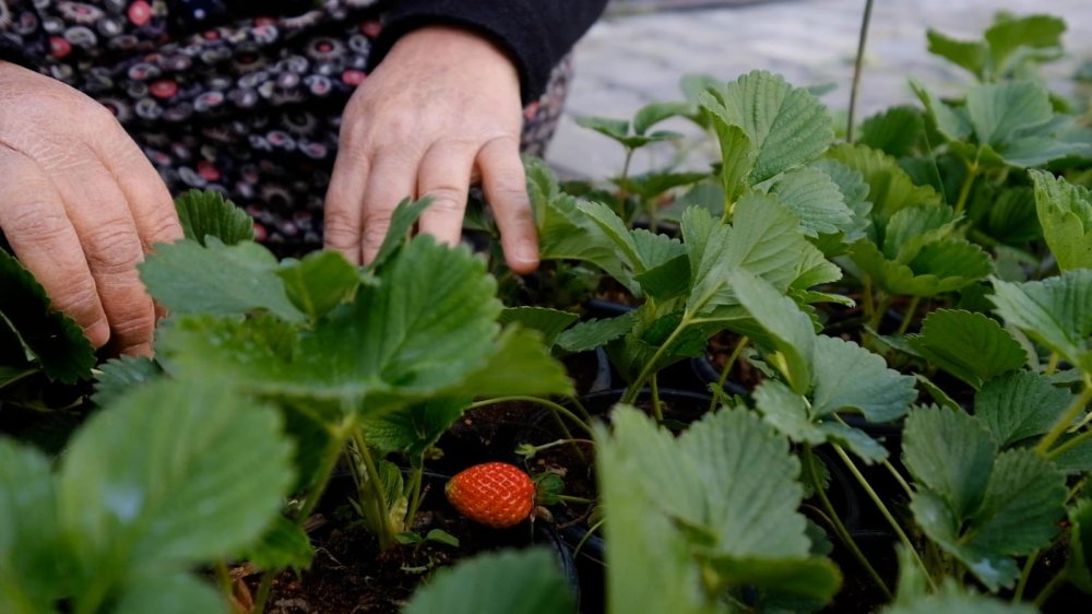 Silifkeli Kadınlardan Zincir Marketlere Çilek Fidesi