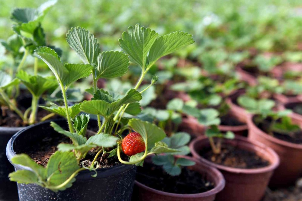 Silifkeli Kadınlardan Zincir Marketlere Çilek Fidesi