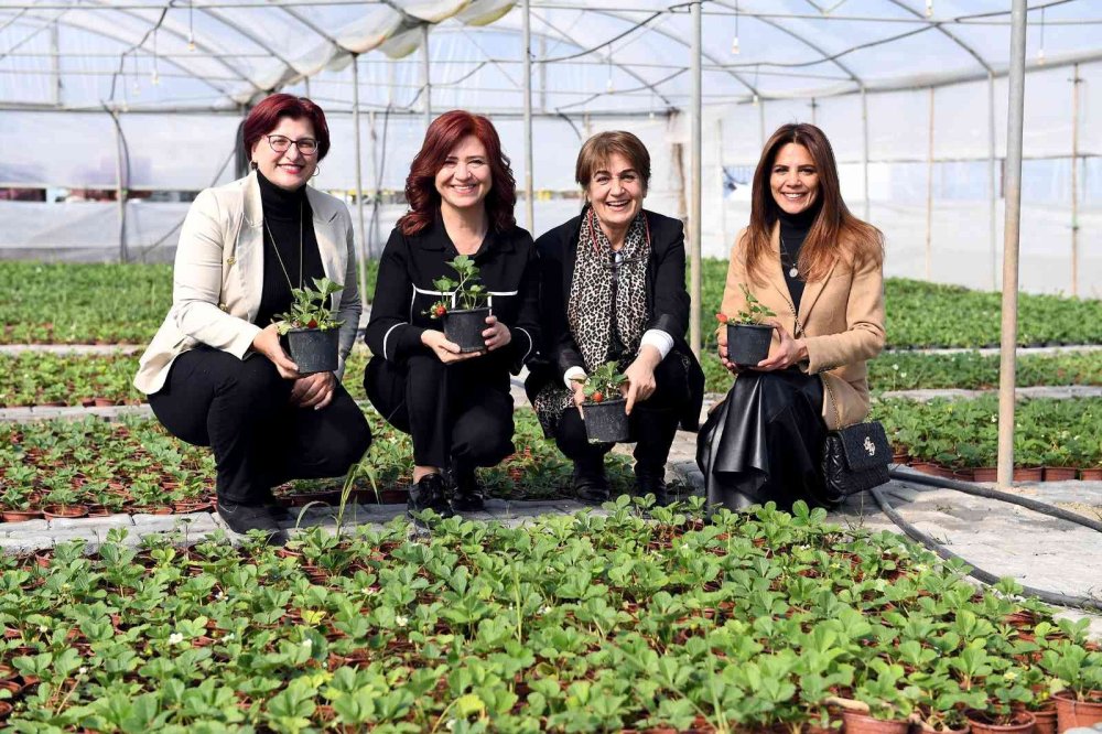 Silifkeli Kadınlardan Zincir Marketlere Çilek Fidesi
