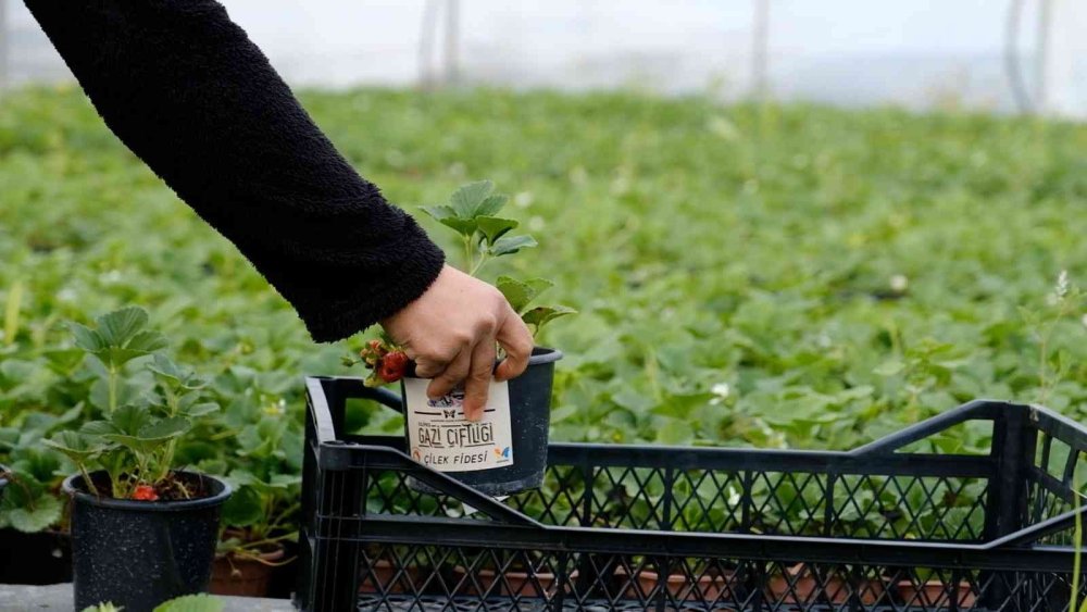 Silifkeli Kadınlardan Zincir Marketlere Çilek Fidesi