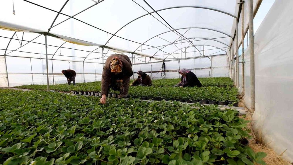 Silifkeli Kadınlardan Zincir Marketlere Çilek Fidesi