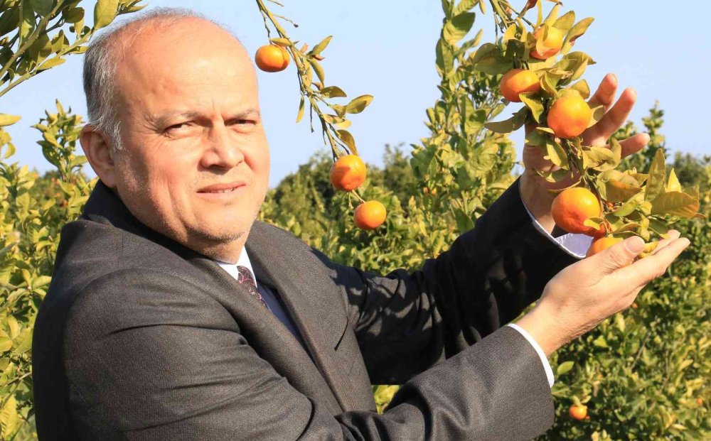 Turunçgiller Ailesine Yeni Mandalina Çeşidi