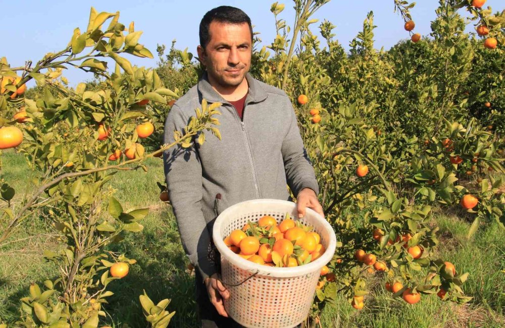 Turunçgiller Ailesine Yeni Mandalina Çeşidi