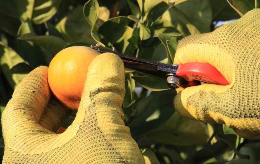Turunçgiller Ailesine Yeni Mandalina Çeşidi