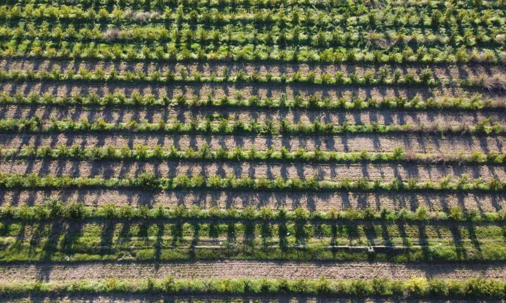 Turunçgiller Ailesine Yeni Mandalina Çeşidi