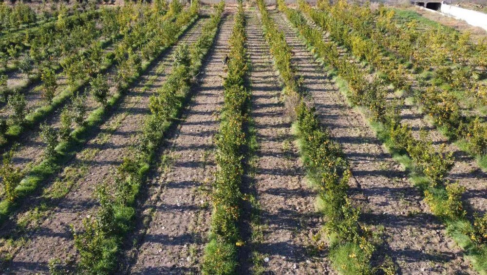 Turunçgiller Ailesine Yeni Mandalina Çeşidi