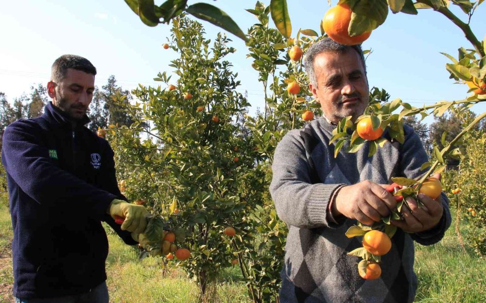 Turunçgiller Ailesine Yeni Mandalina Çeşidi