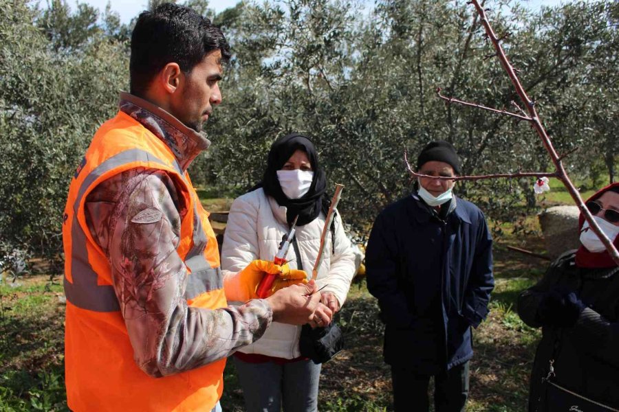 Büyükşehir’den İlçelerde Budama Ve Aşı Eğitimi