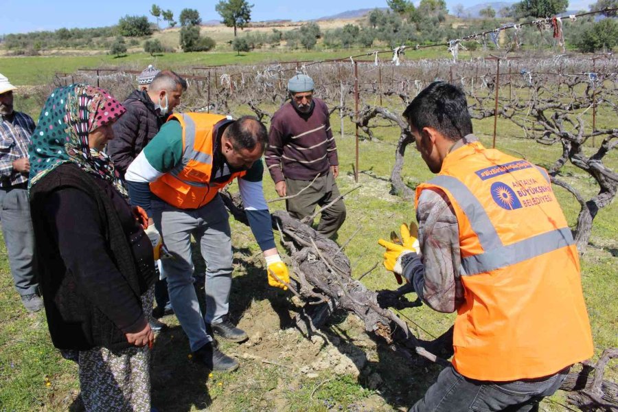 Büyükşehir’den İlçelerde Budama Ve Aşı Eğitimi