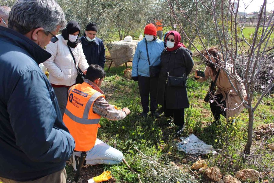 Büyükşehir’den İlçelerde Budama Ve Aşı Eğitimi