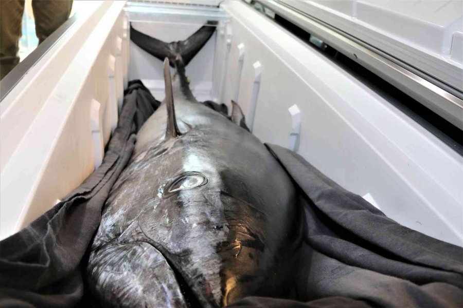 Oltayla Tutulan Dev Orkinosu Kamyonetle Taşıyıp, Evin Buzdolabına Güçlükle Sığdırdılar