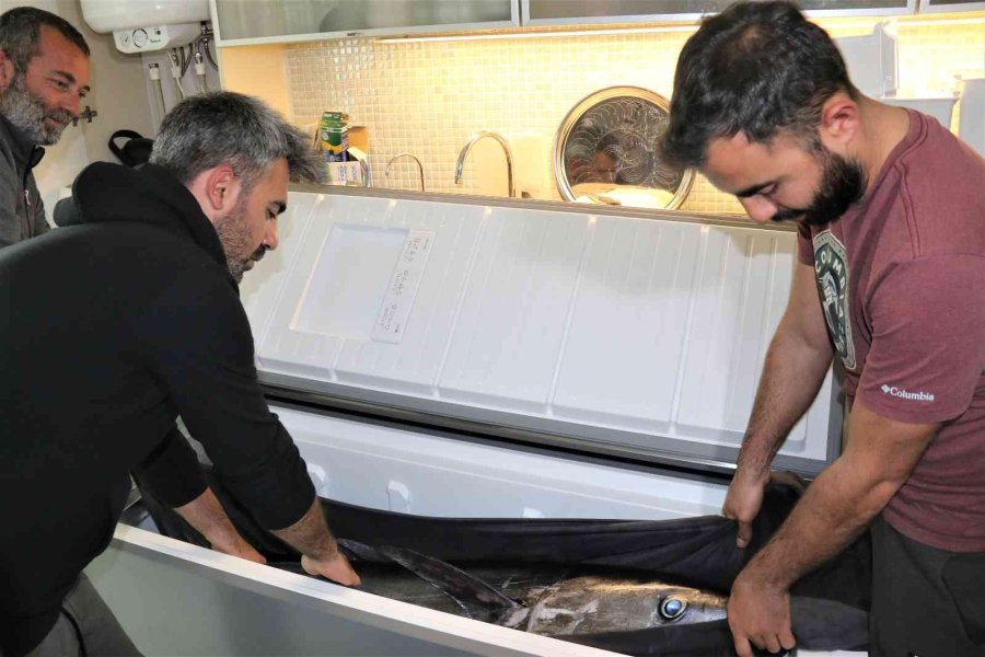 Oltayla Tutulan Dev Orkinosu Kamyonetle Taşıyıp, Evin Buzdolabına Güçlükle Sığdırdılar