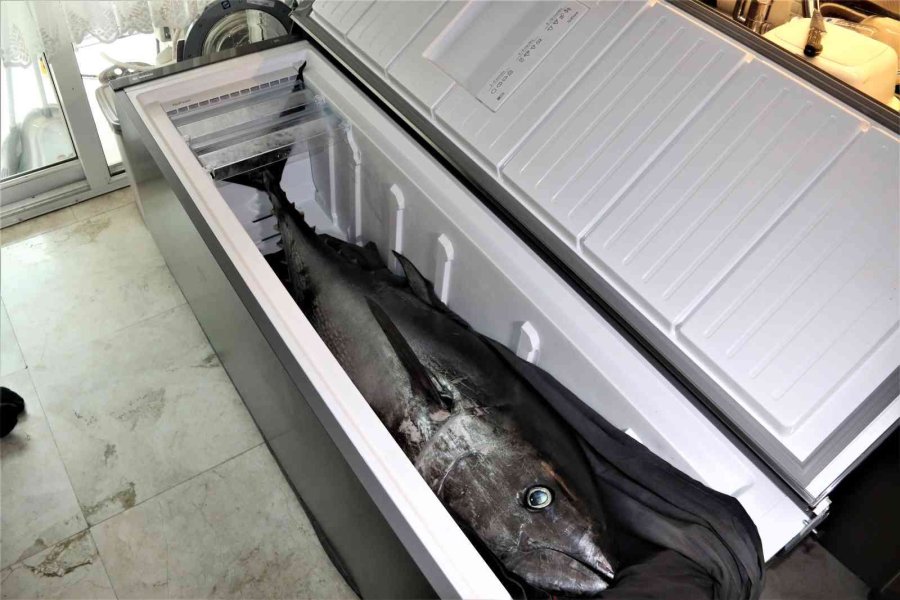 Oltayla Tutulan Dev Orkinosu Kamyonetle Taşıyıp, Evin Buzdolabına Güçlükle Sığdırdılar