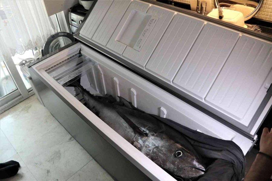 Oltayla Tutulan Dev Orkinosu Kamyonetle Taşıyıp, Evin Buzdolabına Güçlükle Sığdırdılar