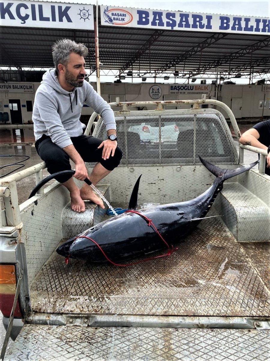 Oltayla Tutulan Dev Orkinosu Kamyonetle Taşıyıp, Evin Buzdolabına Güçlükle Sığdırdılar