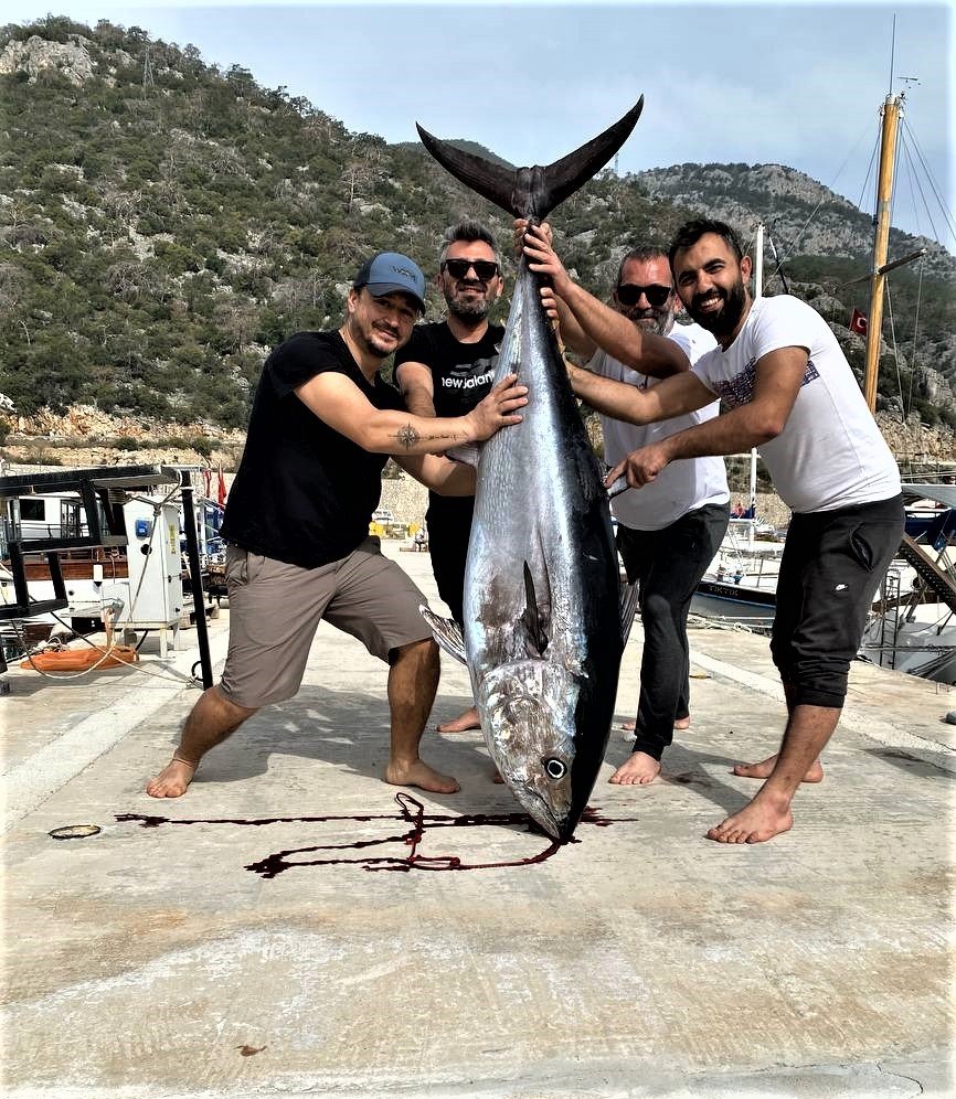 Oltayla Tutulan Dev Orkinosu Kamyonetle Taşıyıp, Evin Buzdolabına Güçlükle Sığdırdılar