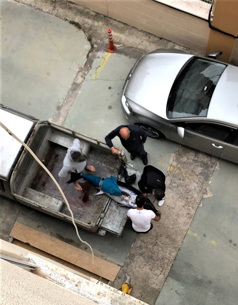 Oltayla Tutulan Dev Orkinosu Kamyonetle Taşıyıp, Evin Buzdolabına Güçlükle Sığdırdılar