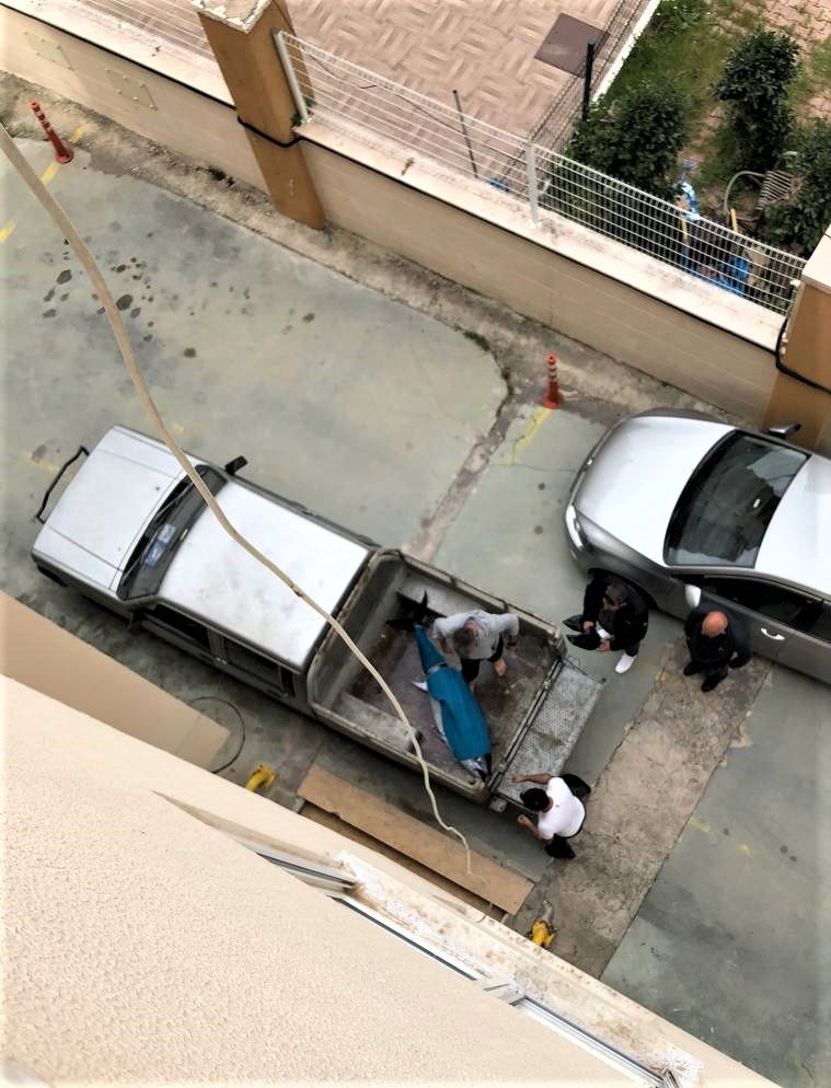 Oltayla Tutulan Dev Orkinosu Kamyonetle Taşıyıp, Evin Buzdolabına Güçlükle Sığdırdılar