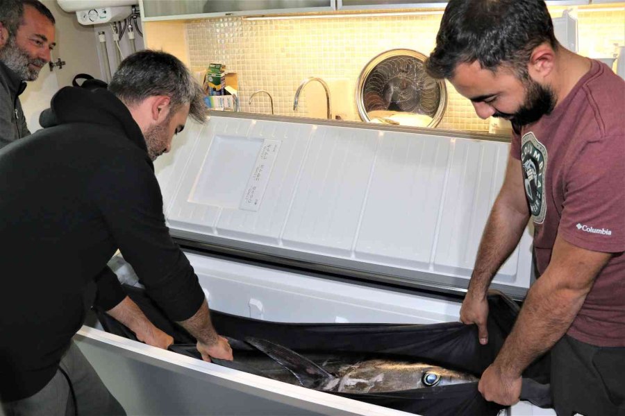 Oltayla Tutulan Dev Orkinosu Kamyonetle Taşıyıp, Evin Buzdolabına Güçlükle Sığdırdılar