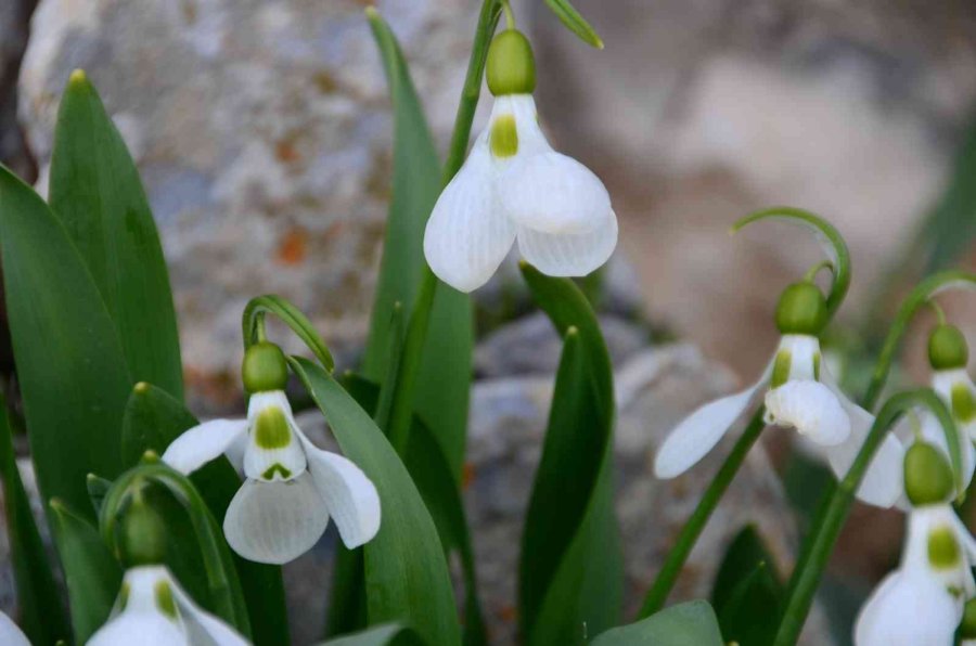 Torosların Gelinliği ’kardelenler’ Boy Göstermeye Başladı
