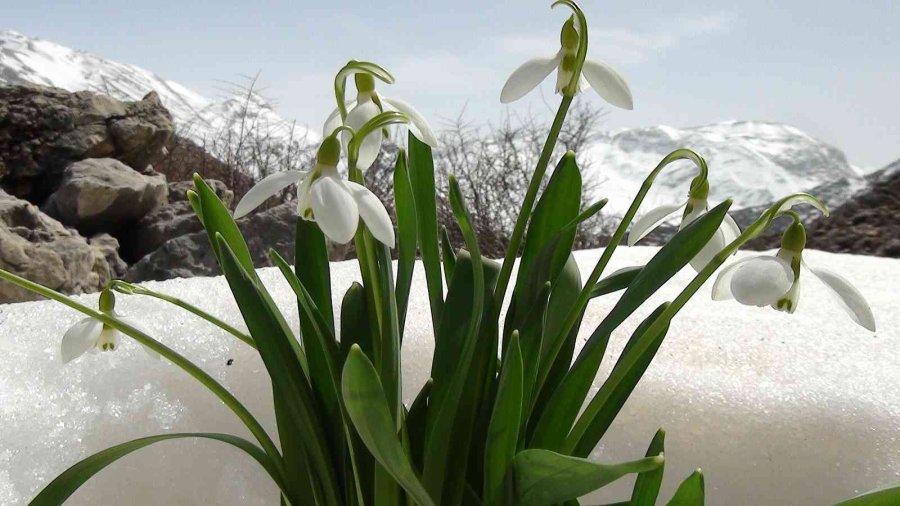 Torosların Gelinliği ’kardelenler’ Boy Göstermeye Başladı