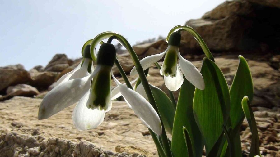 Torosların Gelinliği ’kardelenler’ Boy Göstermeye Başladı