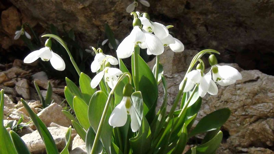 Torosların Gelinliği ’kardelenler’ Boy Göstermeye Başladı