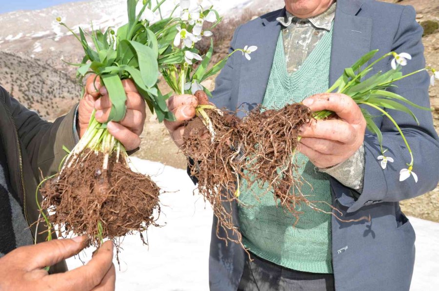 Torosların Gelinliği ’kardelenler’ Boy Göstermeye Başladı