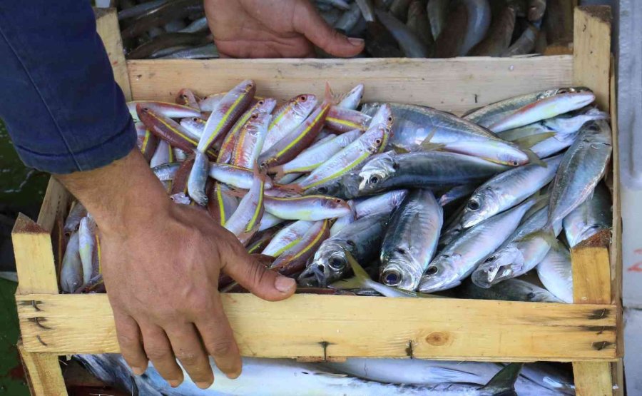 Akdeniz’de Balıkçılar Sezonu Erken Kapatmaya Başladı