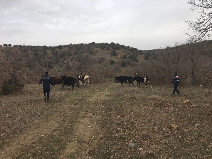 Kaybolan 7 Büyükbaş 4 Gün Sonra Dronla Bulundu