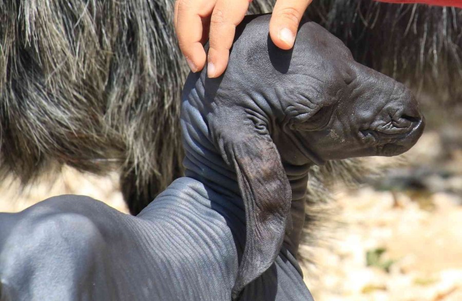 Gören Şaşırdı... Tüysüz Doğdu, Bebek Gibi Bakılıyor