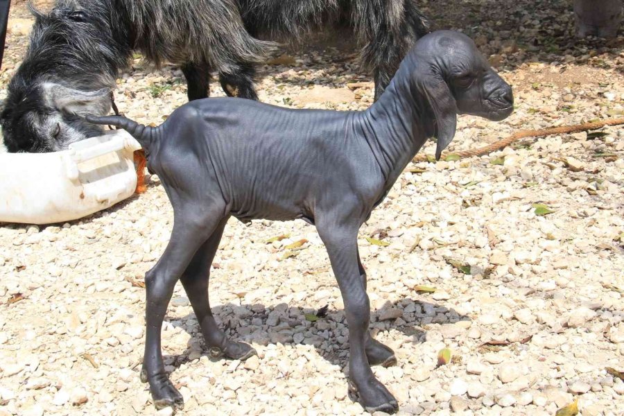 Gören Şaşırdı... Tüysüz Doğdu, Bebek Gibi Bakılıyor