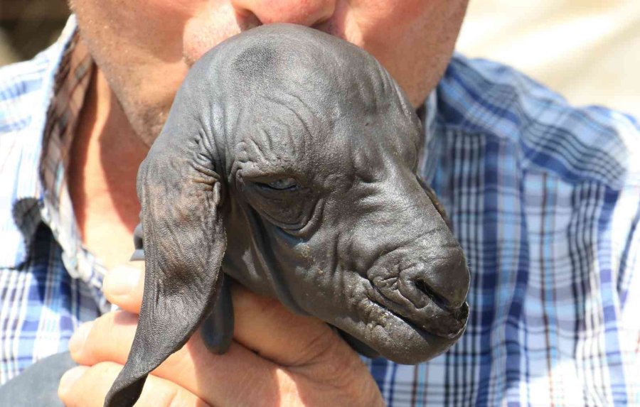 Gören Şaşırdı... Tüysüz Doğdu, Bebek Gibi Bakılıyor