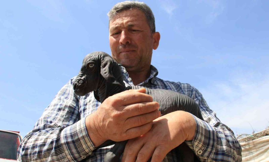 Gören Şaşırdı... Tüysüz Doğdu, Bebek Gibi Bakılıyor