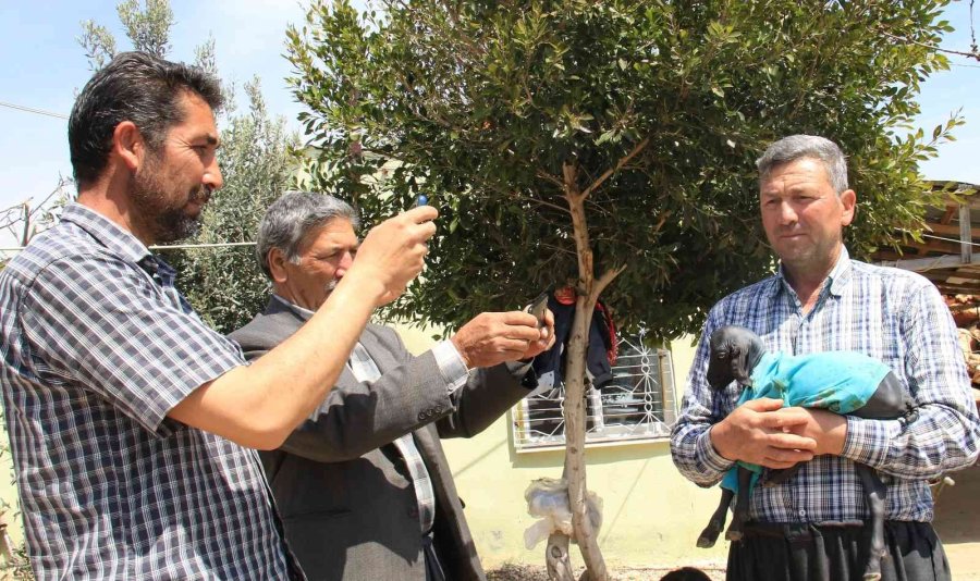 Gören Şaşırdı... Tüysüz Doğdu, Bebek Gibi Bakılıyor