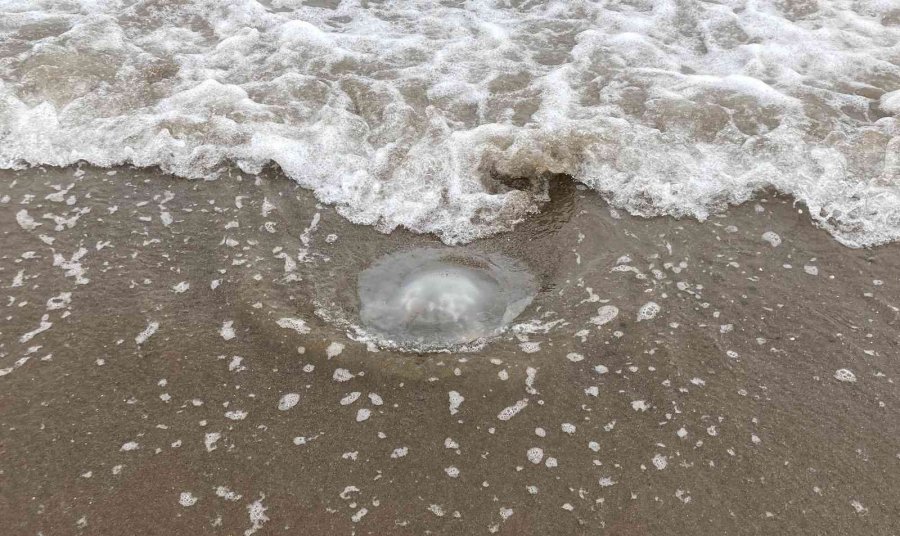 Kıyının Her Yerinde, Dokunanı Yakıyor