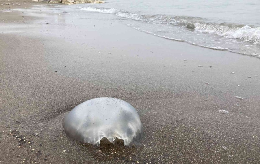 Kıyının Her Yerinde, Dokunanı Yakıyor