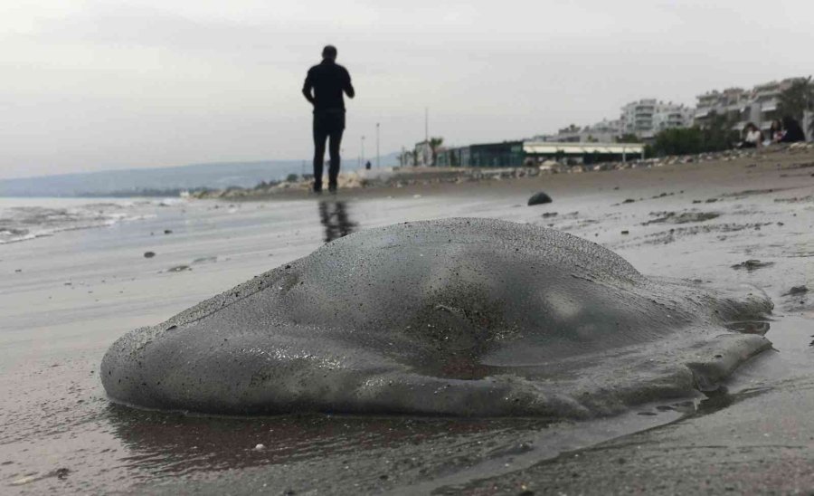 Kıyının Her Yerinde, Dokunanı Yakıyor