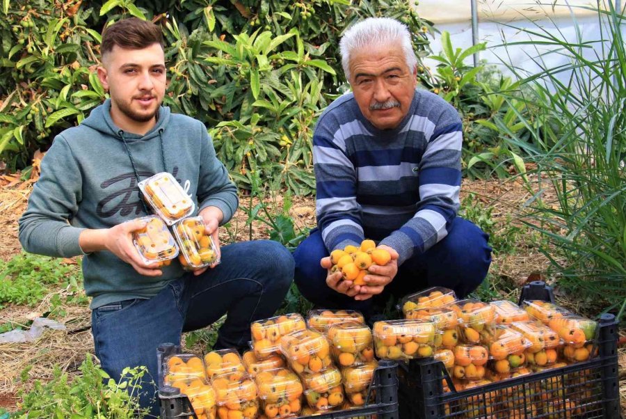 Örtü Altında “yenidünya” Hasadı Başladı... Kilosu 200 Tl’den Satıldı